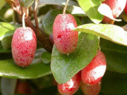 Lifestyle - Loại quả xưa có đầy không ai ngó ngàng, giờ thành đặc sản dân thành phố ưa chuộng, hương vị lạ lẫm