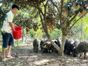 Tin tức - Anh nông dân nuôi con hiền lành, cho ăn hoa quả trồng sau nhà, nhàn tênh "đút túi" 300 triệu đồng/năm
