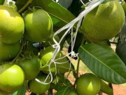 Tiêu dùng - Loại quả xưa không ai biết đến, nay thành đặc sản được ưa chuộng vì hương vị lạ, 350.000 đồng/kg