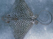 Tiêu dùng - Đặc sản nổi tiếng ở Tiền Giang có tên rất lạ, nay dân thành phố "săn lùng" vì hương vị đặc biệt, 600.000 đồng/kg