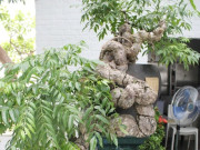 Tin tức - Cây ăn quả quen thuộc lên chậu thành bonsai lạ, vừa đẹp vừa hợp phong thuỷ, có cây giá nửa tỷ được "săn lùng"