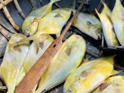 Tiêu dùng - Đặc sản nổi tiếng ở Hà Tĩnh có tên rất lạ, vừa ngon vừa hiếm được dân thành phố "săn lùng", 400.000 đồng/kg