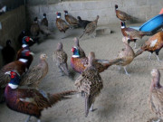 Tin tức - Anh nông dân nhẹ nhàng bỏ túi 1 tỷ/năm nhờ nuôi loài có màu đẹp lại mê ăn chuối, ngô khoai rẻ tiền