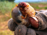 Lifestyle - Đặc sản ở Quảng Ngãi xưa không ai dám ăn nay nổi tiếng khắp vùng, được ví như "thần dược phòng the"