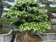Tin tức - Loại cây lạ tỏa mùi thơm đặc biệt, nay thành bonsai vừa đẹp vừa là biểu tượng của sự may mắn, có cây vài tỷ đồng