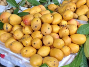Lifestyle - Loại quả xưa không ai ngó ngàng, giờ thành đặc sản có mùi thơm và hương vị hấp dẫn, vang danh khắp nơi