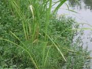 Lifestyle - Cây dại mọc bờ ao mỗi năm chỉ có một lần, giờ thành đặc sản nổi tiếng có hương vị lạ, dân thành phố thích mê