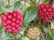 Tiêu dùng - Loại quả xưa không ai ngó ngàng, giờ thành đặc sản dân thành phố ưa chuộng vì hương vị lạ, 160.000 đồng/kg