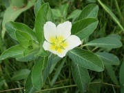 Lifestyle - Cây dại ở bờ ao, mùa mưa mọc lên tua tủa, nay thành đặc sản được dân thành phố ưa chuộng vì hương vị lạ