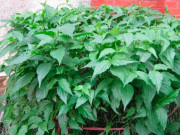 Tiêu dùng - Loại cây mọc đầy bờ bụi, xưa không ai biết nay thành đặc sản được ưa chuộng vì hương vị lạ, 100.000 đồng/kg