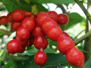 Lifestyle - Loại quả xưa rụng đầy không ai biết đến, giờ thành đặc sản có hương vị lạ, ít người được thưởng thức