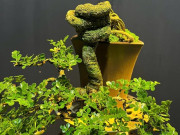 Tin tức - Loại cây lạ tỏa mùi thơm lên chậu thành bonsai, tượng trưng cho sự thăng tiến và may mắn, có cây giá hàng trăm triệu