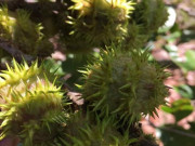 Tiêu dùng - Loại quả xưa rụng đầy không ai ngó ngàng, nay thành đặc sản ở thành phố có hương vị lạ, 100.000 đồng/kg