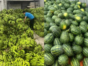 Tin tức - Dưa hấu, đu đủ, chuối... giá siêu rẻ, chỉ vài nghìn đồng/kg, dân mạng nườm nượp giải cứu giúp bà con vùng lũ