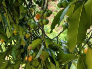 Tiêu dùng - Loại quả xưa không ai ngó ngàng, nay thành đặc sản dân thành phố ưa chuộng vì hương vị lạ, 55.000 đồng/kg