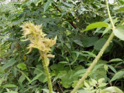 Tiêu dùng - Cây dại mọc bờ bụi tên vô cùng lạ, nay thành đặc sản nổi tiếng có hương vị đặc biệt, 80.000 đồng/kg