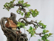 Tin tức - Cây dại lên chậu thành bonsai độc lạ, vừa đẹp vừa mang lại bình an, may mắn, giá tiền tỷ vẫn hút người "săn lùng"