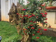 Tin tức - Cây ăn quả quen thuộc lên chậu thành bonsai lạ, màu đẹp mắt lại có ý nghĩa phong thủy, có cây giá nửa tỷ đồng