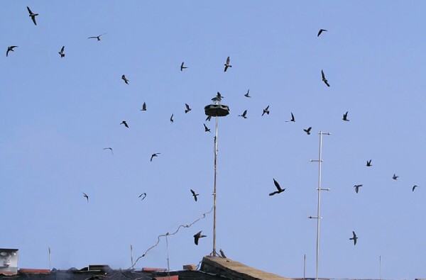 Đàn chim yến bay rợp trời, cứ buổi chiều chúng bay về tổ