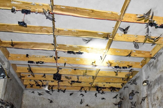 Mô hình nuôi chim yến mang lại thu nhập cho nhiều người dân