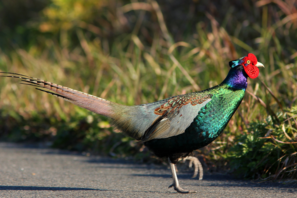 Chim trĩ gồm chim trĩ đỏ và chim trĩ xanh được nuôi làm cảnh hoặc làm thịt với giá trị kinh tế cao.
