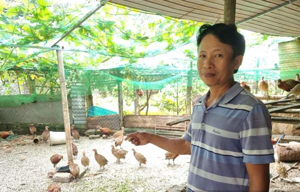 Bình quân mỗi năm, anh Nguyễn Thế Tuy lãi gần 100 triệu đồng/năm từ việc nuôi chim trĩ đỏ.