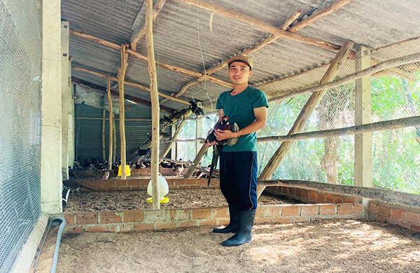 Sau gần 3 năm, đàn chim trĩ cổ đỏ, cổ xanh của gia đình anh Tấn Lợi tăng lên hơn 200 con.