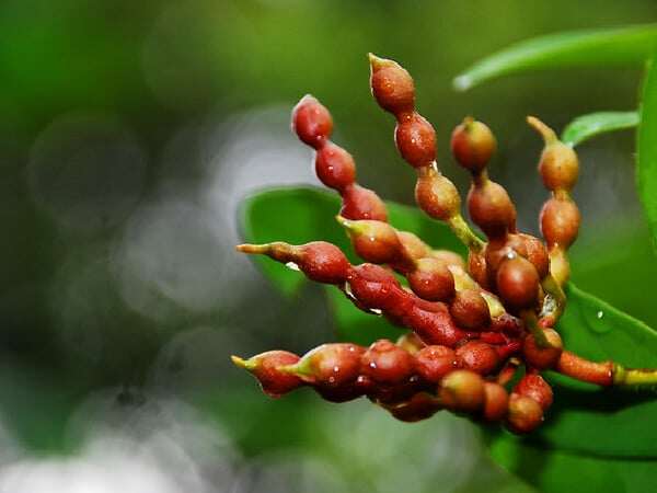 Quả chùm chày là thứ ăn vặt gắn với tuổi thơ của những đứa trẻ tại các miền quê 