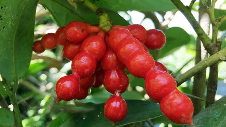 Quả chín chuyển từ vàng sang đỏ mọng, có vị ngọt thanh chua đặc trưng.