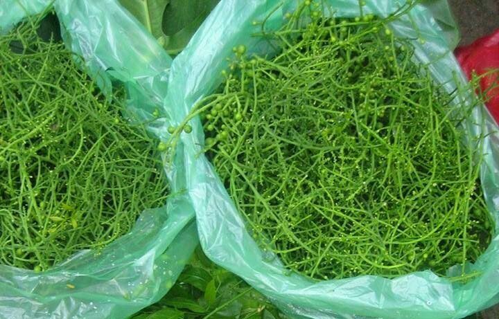Thứ lấy ở trên cây xuống thành đặc sản nổi tiếng có hương vị lạ, dân thành phố ưa chuộng, 300.000 đồng/kg - 1
