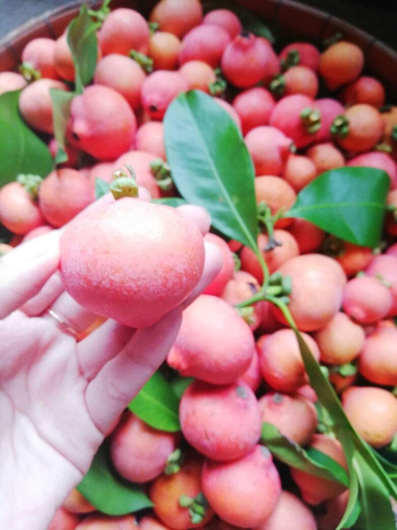 Loại quả xưa rụng đầy không ai biết đến, nay thành đặc sản mùa hè có vị chua ngọt hấp dẫn, 70.000 đồng/kg - 2