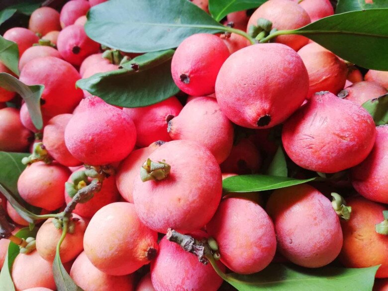 Loại quả xưa rụng đầy không ai biết đến, nay thành đặc sản mùa hè có vị chua ngọt hấp dẫn, 70.000 đồng/kg - 3