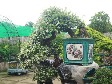 Cây dại lên chậu thành bonsai độc lạ, được ví như hòn ngọc Viễn Đông, giá tiền tỷ vẫn hút người săn lùng