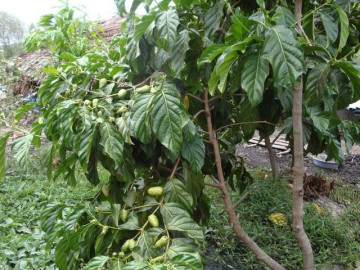 Cây dại mọc bờ bụi có vị đắng, nay làm thành món đặc sản vừa ngon vừa bổ, dân thành phố thích mê