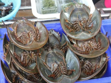 Đặc sản nổi tiếng Quảng Ninh có tên rất lạ, nay được ưa chuộng vì hương vị đặc biệt và bổ dưỡng, 600.000 đồng/con