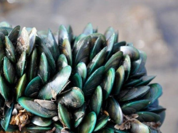 Đặc sản ở Quảng Trị có tên rất lạ, xưa không ai biết đến nay làm thành món ngon nức tiếng, càng ăn càng mê