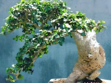 Cây mọc dại lên chậu thành bonsai vừa đẹp vừa lạ, được mệnh danh báu vật phát lộc, có cây giá hàng chục tỷ