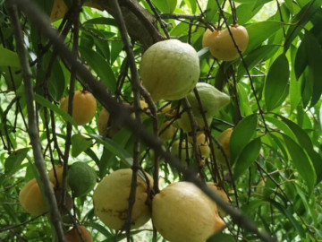 Loại quả xưa chín rụng đầy không ai biết, giờ thành đặc sản nổi tiếng có hương vị lạ, dân thành phố thích mê