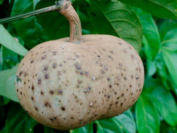 Loại quả mọc bờ bụi xưa không ai biết đến, giờ thành đặc sản lạ ở thành phố, nhiều người ưa chuộng