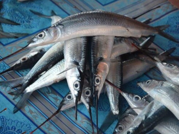 Đặc sản nổi tiếng ở Bình Thuận có tên rất lạ, nay dân thành phố săn lùng vì hương vị đặc biệt, 450.000 đồng/kg