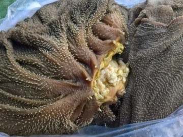 Đặc sản xưa không ai ngó ngàng, giờ làm thành món ăn có hương vị lạ, dân thành phố tranh nhau mua