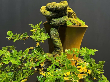 Loại cây lạ tỏa mùi thơm lên chậu thành bonsai, tượng trưng cho sự thăng tiến và may mắn, có cây giá hàng trăm triệu