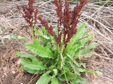 Loại cây mọc đầy ven đường, có vị đắng nhưng là đặc sản được dân thành phố ưa chuộng vì lạ miệng, 120.000 đồng/kg