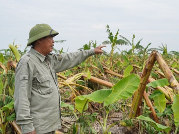 Tan hoang bên dòng sông Luộc: Bão số 3 cuốn bay bao nhiêu hi vọng, ước mơ làm giàu