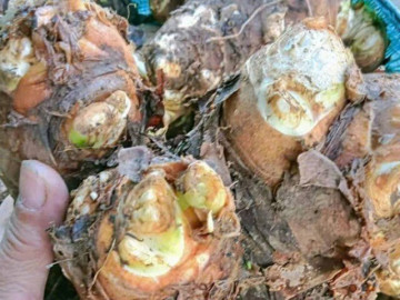 Báu vật dưới lòng đất xưa là món ăn cứu đói, nay thành đặc sản dân thành phố ưa chuộng, hương vị đặc biệt