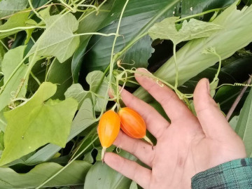 Cây dại mọc bờ bụi tưởng không ăn được, nay thành đặc sản nổi tiếng ở thành phố có hương vị lạ, 30.000 đồng/kg