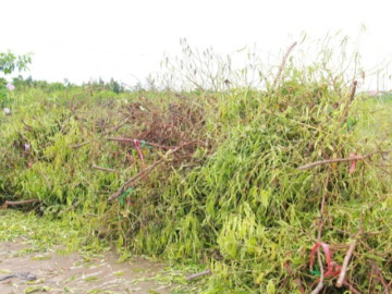 Làng đào "nổi tiếng" ở Nam Định có nguy cơ "lỡ" Tết Nguyên đán do bị ngập úng nhiều ngày