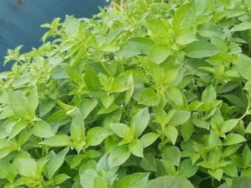 Cây dại ven đường toả mùi thơm đặc biệt, nay thành đặc sản có hương vị lạ ở thành phố, tốt cho sức khoẻ