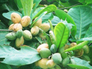 Sức khỏe - Loại hạt chứa chất dinh dưỡng tốt cho não xưa rụng đầy ở quê, nay dân thành phố săn lùng, 500.000 đồng/kg 