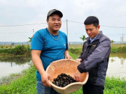Tiêu dùng - Anh nông dân nuôi con hiền lành, cho ăn rau củ rẻ tiền, chăm nhàn tênh vẫn "đút túi" 600 triệu đồng/năm
